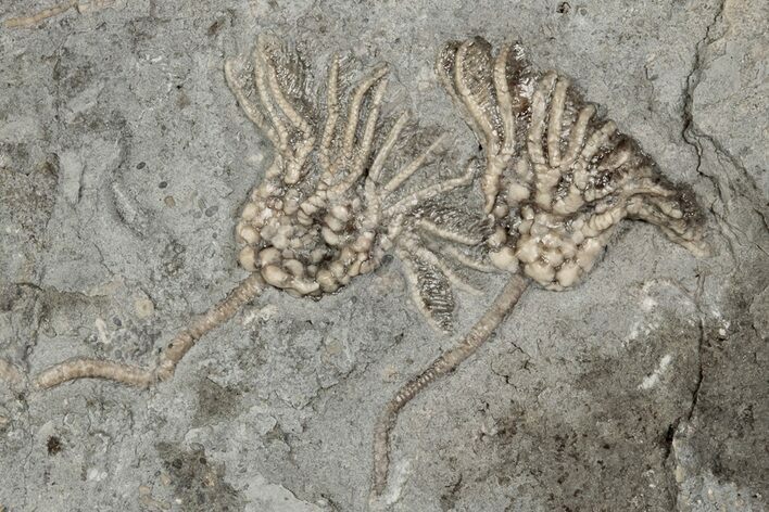 Two Fossil Crinoids (Rhodocrinites) - Gilmore City, Iowa #197616